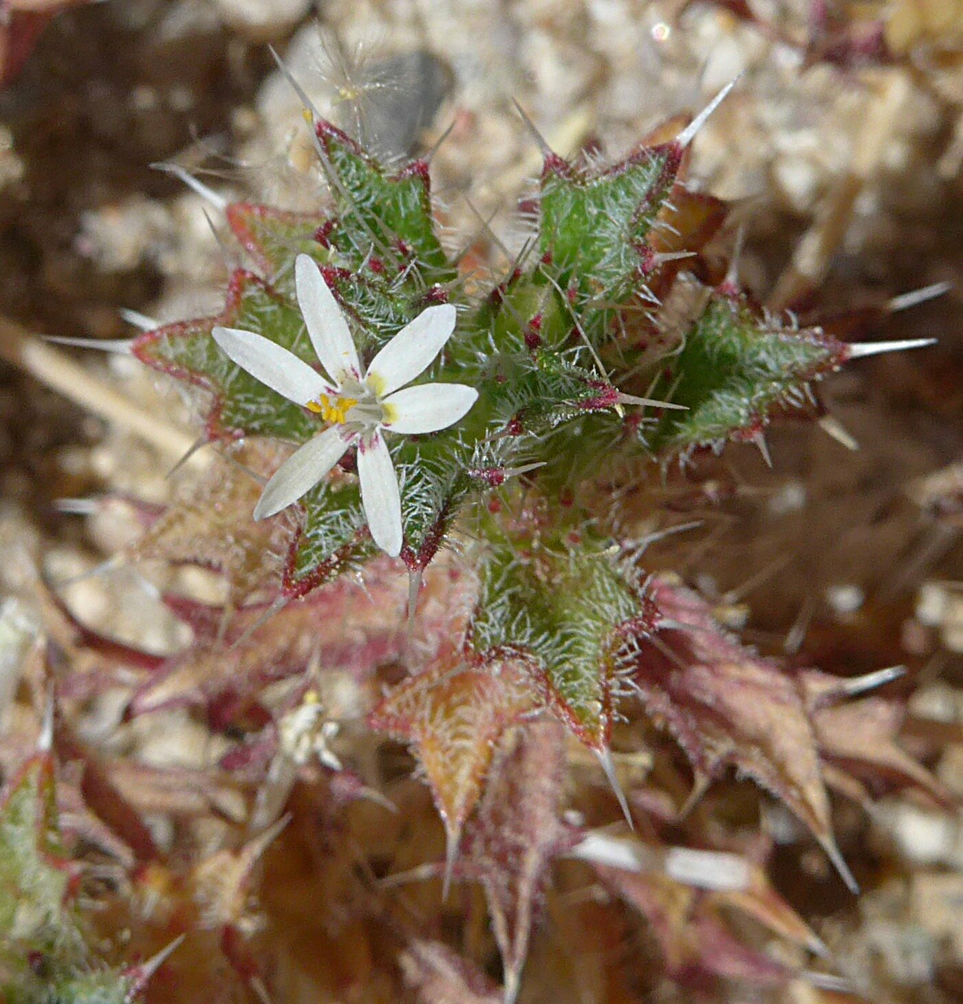 High Resolution Loeseliastrum schottii Flower
